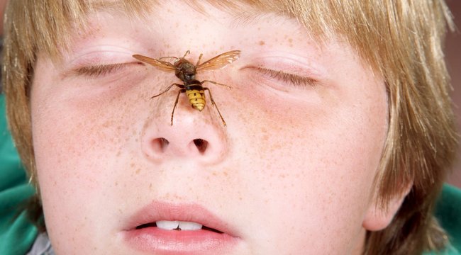 Orvosok kérik a megosztást! Hiába adott kalciumot, fia mégis belehalt a darázscsípésbe!