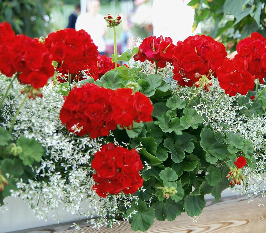 Kifecsegte a titkot a ker­tész, ettől ontja a vi­rá­gait a mus­kátli