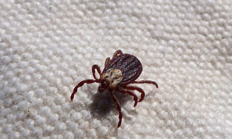 Indul a kullancsszezon! Erre érdemes a leginkább odafigyelni!